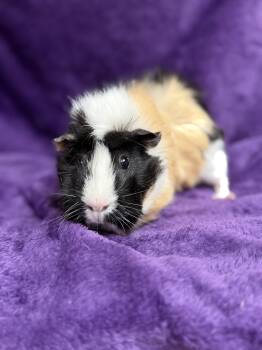 Rescue Guinea Pig Guinea Pigs for Adoption in Edinburg, Pennsylvania - Latte: Video!! | PetCurious